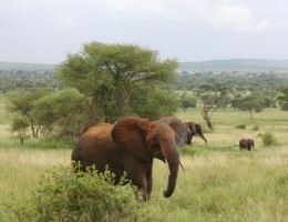 PINCELADAS DE KENYA Y TANZANIA (+ Noche en Nairobi al final)