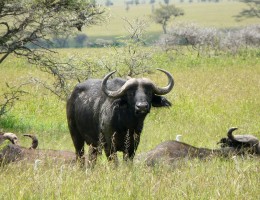 TIERRAS DE TANZANIA (+ Noche en Arusha al final)